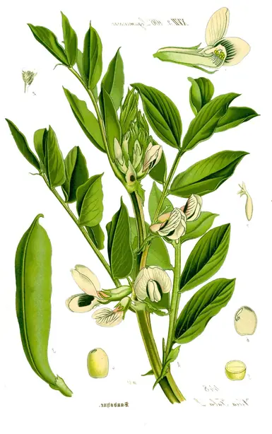 Foto von Italienische Favabohnen-Pfanne – fertig angerichtet