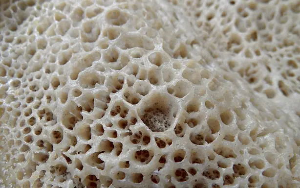 Cook Snap von kochcode-team