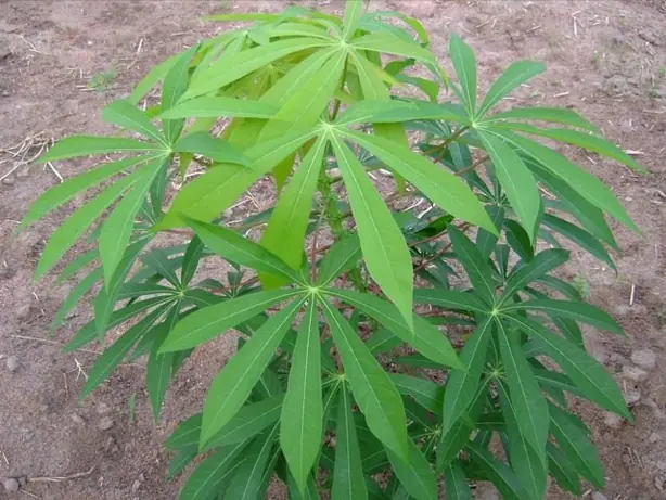 Cook Snap von kochcode-team