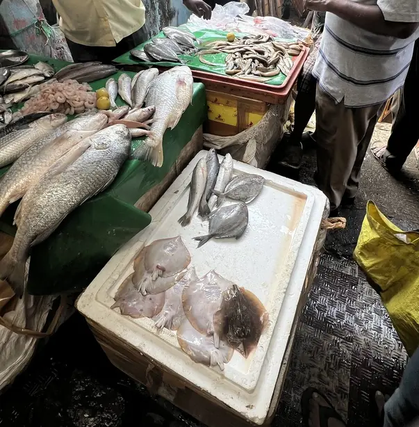 Jampeta Fish 2 – Foto: Tyrone03 (CC BY 4.0)