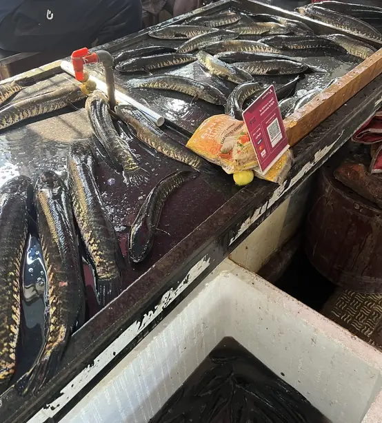 Jampeta Snakeheads – Foto: Tyrone03 (CC BY 4.0)