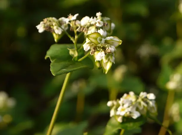Cook Snap von kochcode-team