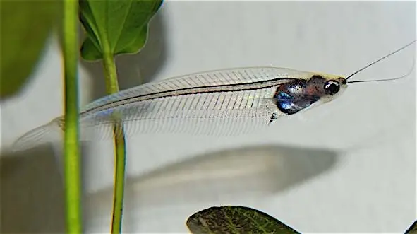 Foto von Südstaaten Fried Catfish klassisch – fertig angerichtet