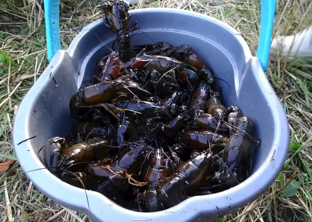 Cook Snap von kochcode-team