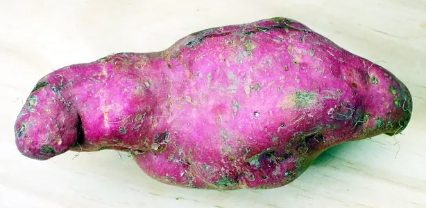 Cook Snap von kochcode-team