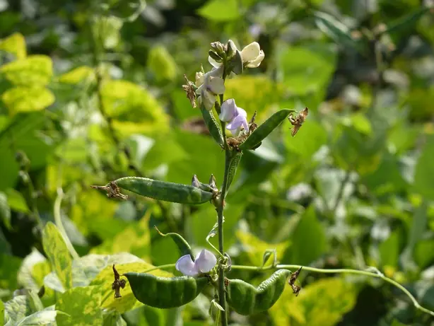 Cook Snap von kochcode-team