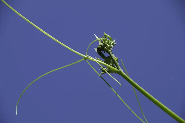 Cook Snap von kochcode-team