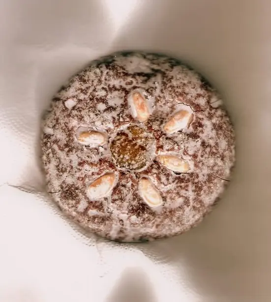 Cook Snap von kochcode-team