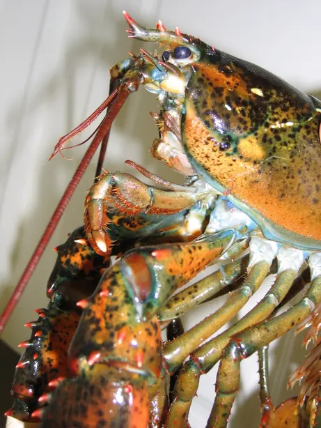 Cook Snap von kochcode-team