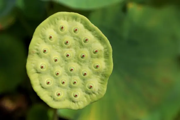 Cook Snap von kochcode-team