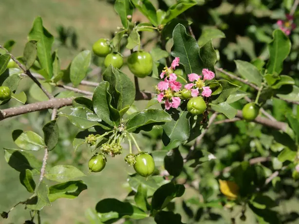 Cook Snap von kochcode-team