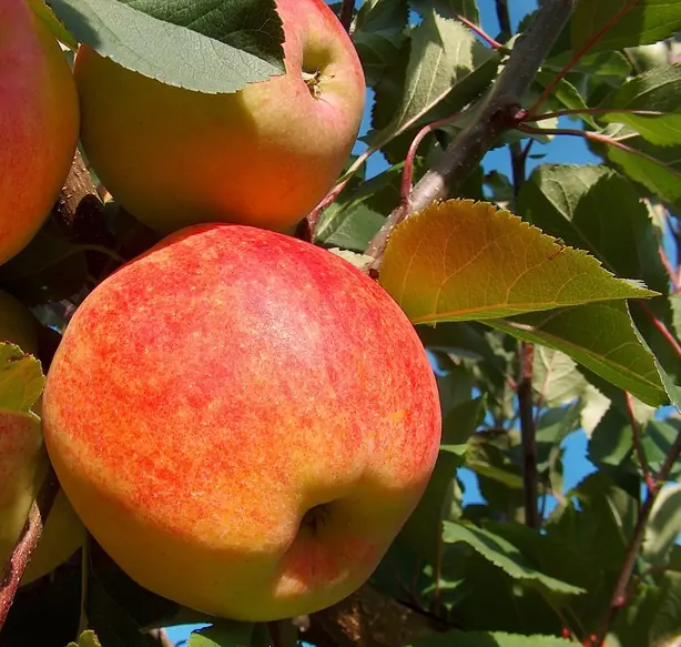 Foto von Böhmischer Apfelstrudel mit Champion – fertig angerichtet