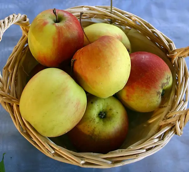 Foto von Apfelpfannkuchen – fertig angerichtet