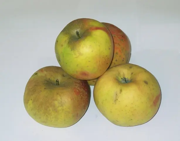 Foto von Blenheim-Orange-Apfelmus klassisch – fertig angerichtet