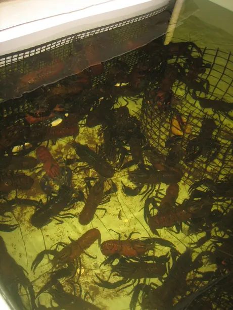 Cook Snap von kochcode-team