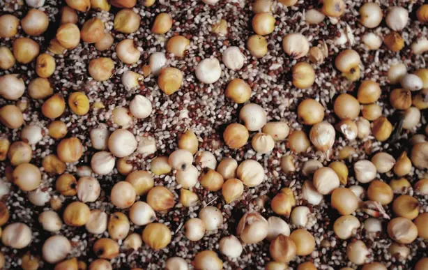 Foto von Äthiopisches Teff-Fladenbrot Injera (2) – fertig angerichtet