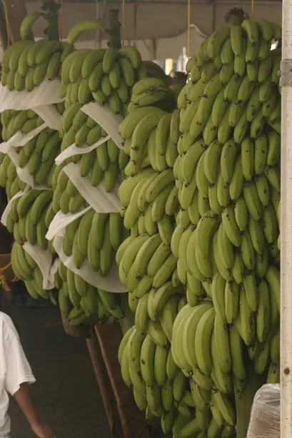 Cook Snap von kochcode-team