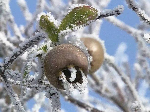 Cook Snap von kochcode-team