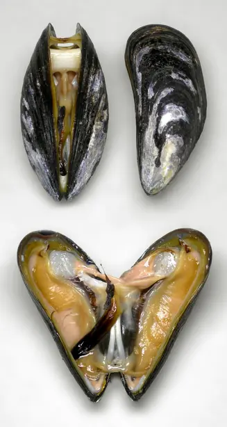 Cook Snap von kochcode-team