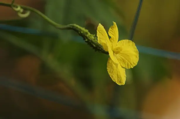 Foto von Okinawanische Bittermelonen-Pfanne – fertig angerichtet