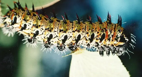 Cook Snap von kochcode-team