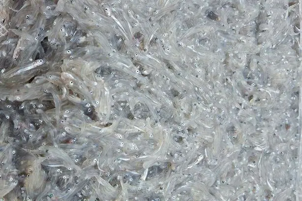 Foto von Italienische frittierte Bianchetti – fertig angerichtet