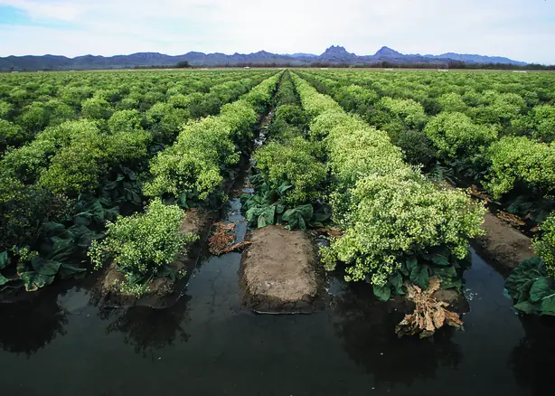 Cook Snap von kochcode-team