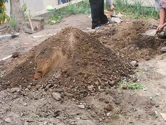 Cook Snap von kochcode-team