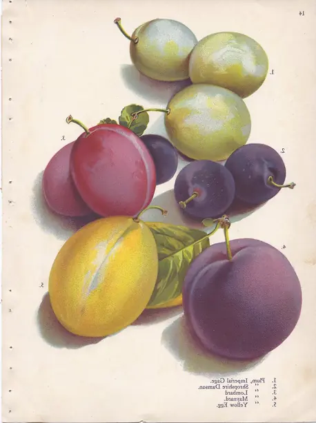 Page 14 plum - Imperial Gage, Shropshire Damson, Lombard, Maynard, Yellow Egg – Foto: Alois Lunzer (PUBLIC DOMAIN)