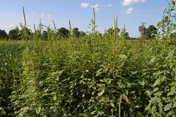 Cook Snap von kochcode-team