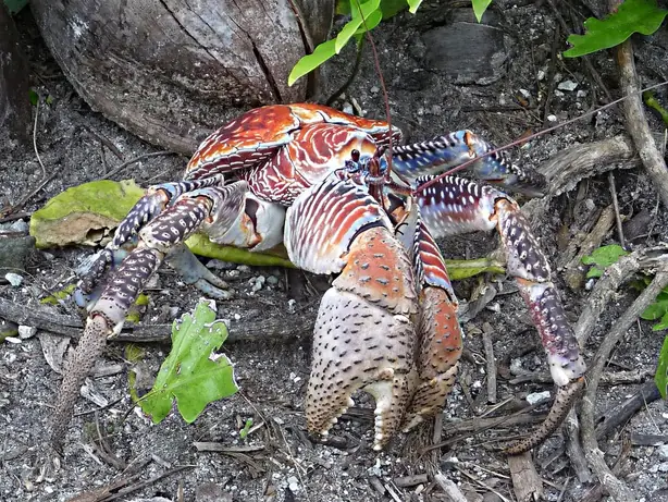 Palmyra Atoll National Wildlife Refuge, Pacific Islands (6109853163) – Foto: U.S. Fish and Wildlife Service (PUBLIC DOMAIN)