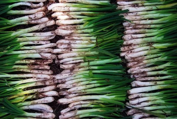 Cook Snap von kochcode-team