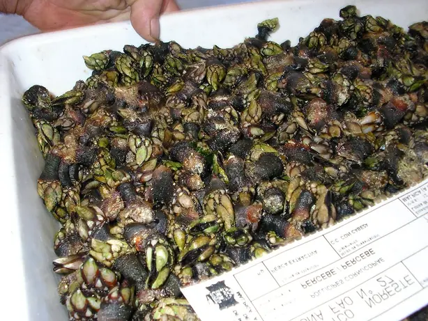 Cook Snap von kochcode-team