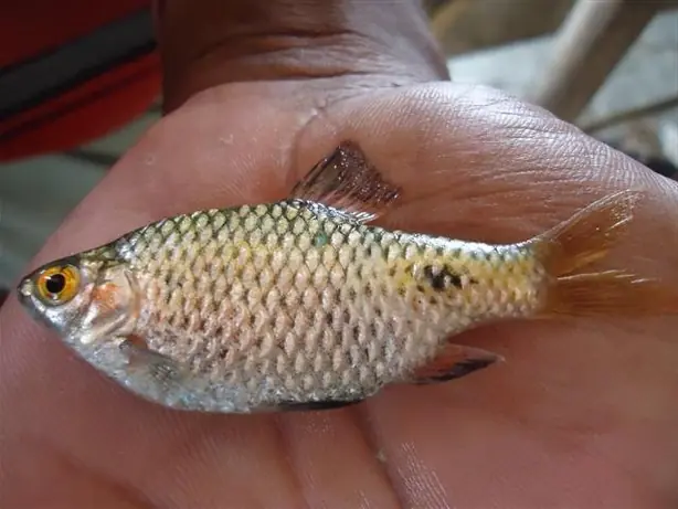 Pethia ticto – Foto: M. Mosaddequr (CC BY 3.0)