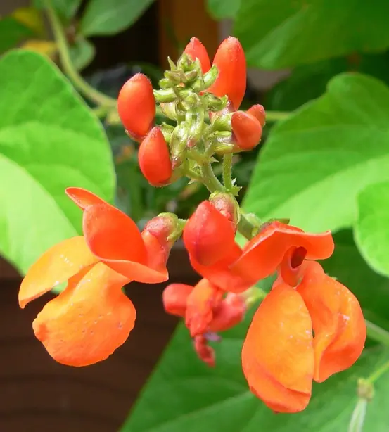 Cook Snap von kochcode-team