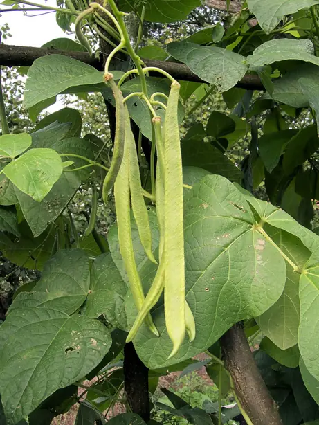 Cook Snap von kochcode-team