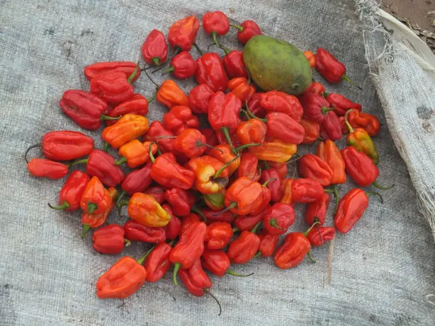 Piri piri – Foto: Orrling (CC BY-SA 3.0)
