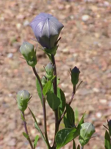 Foto von Koreanisches Doraji Namul Klassisch – fertig angerichtet