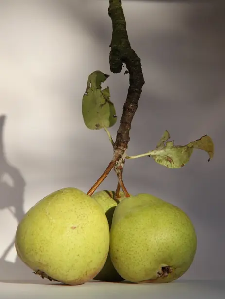 Cook Snap von kochcode-team