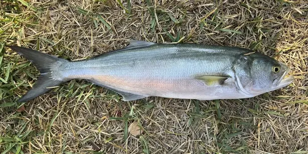 Cook Snap von kochcode-team