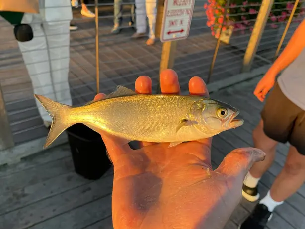 Cook Snap von kochcode-team