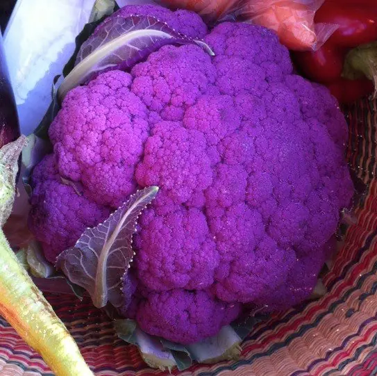 Purplec – Foto: NellieBly (CC BY-SA 3.0)