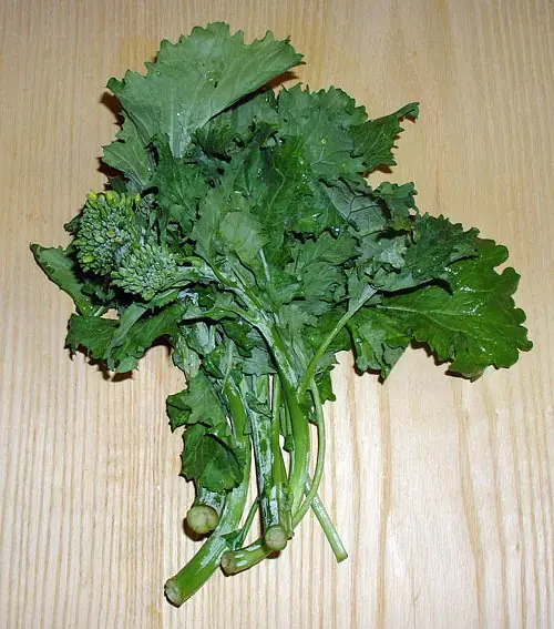 Cook Snap von kochcode-team