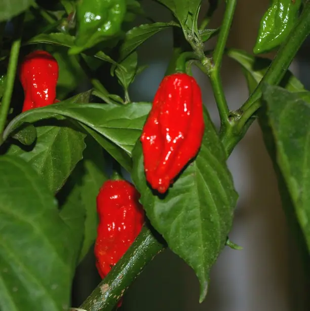 Cook Snap von kochcode-team