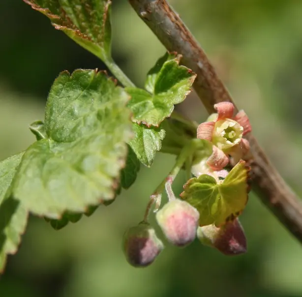 Cook Snap von kochcode-team