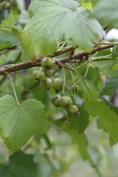 Cook Snap von kochcode-team