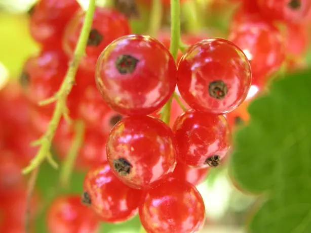 Foto von Beerenkompott klassisch – fertig angerichtet