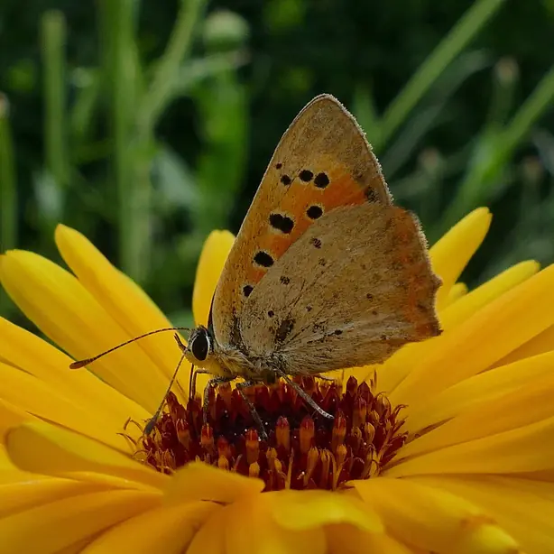 Cook Snap von kochcode-team