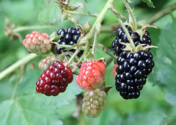 Cook Snap von kochcode-team