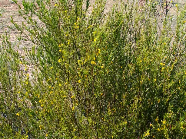 Cook Snap von kochcode-team